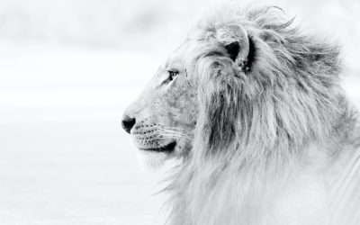 A Spiritual Lion in Winter: Navigating Spiritual Struggles